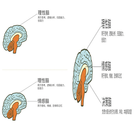 石家庄尚武科技,销售脑培训,网站建设营销思路